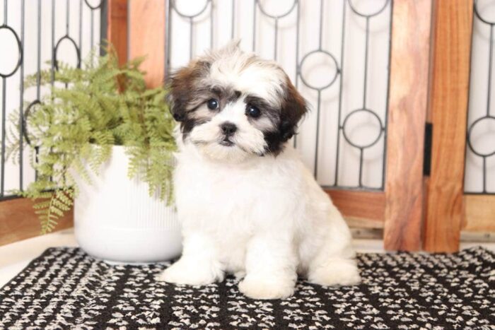 Cookie- Sweet Little Female Teddy Bear Puppy