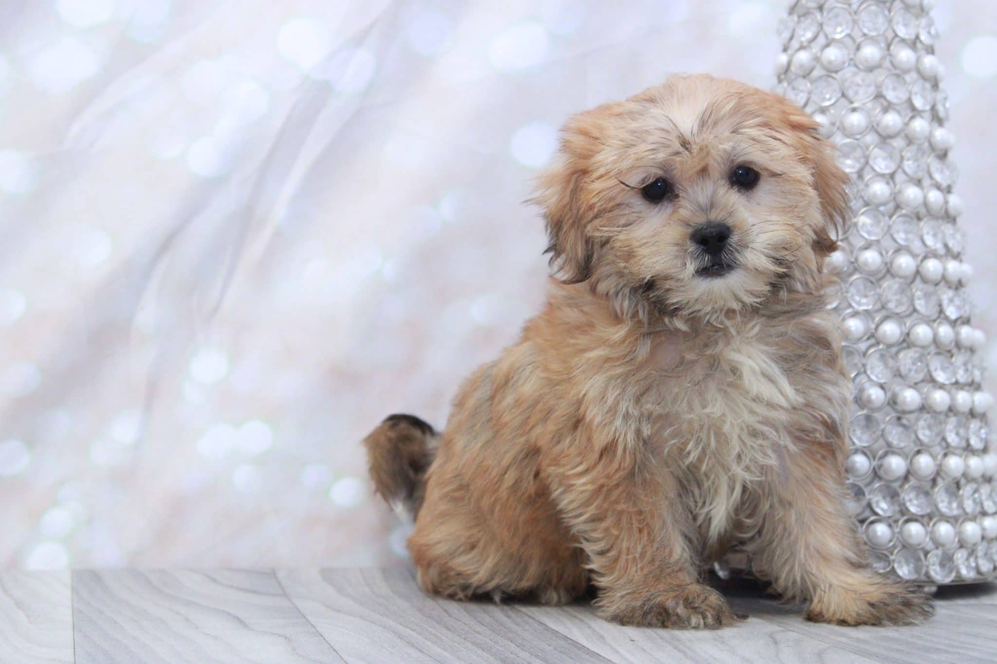 Cookie - Sweetest Female Shorkie Puppy - Image 2