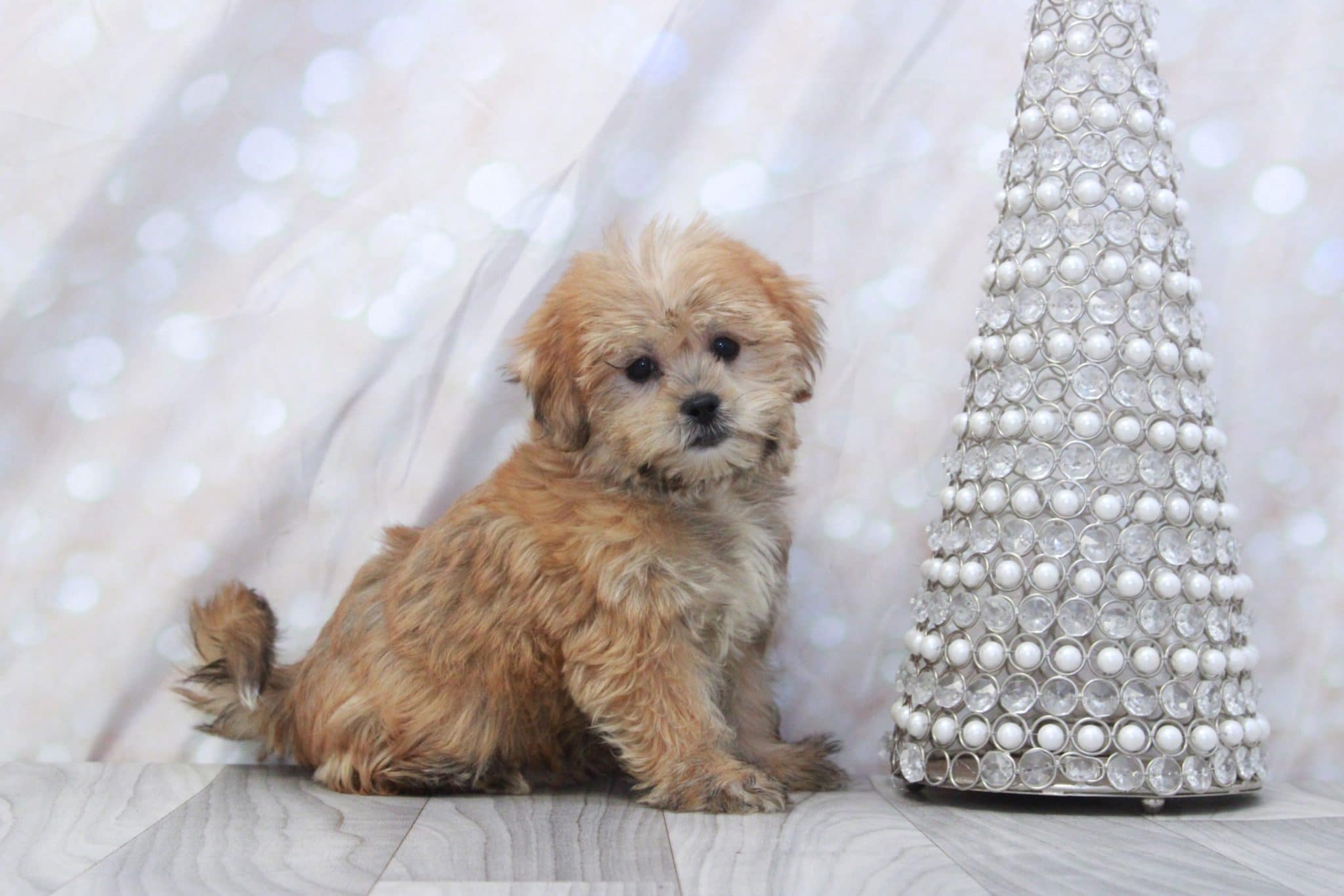 Cookie - Sweetest Female Shorkie Puppy - Image 3