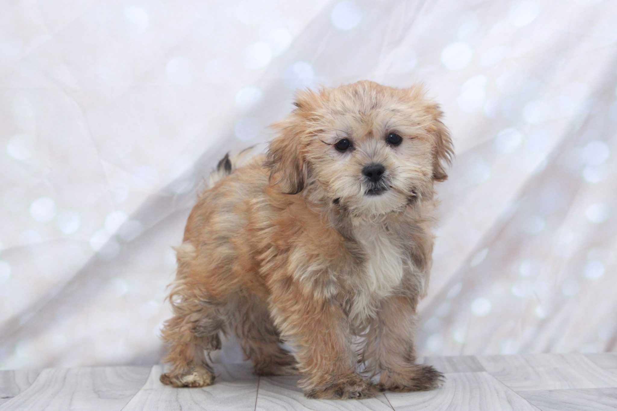 Cookie - Sweetest Female Shorkie Puppy