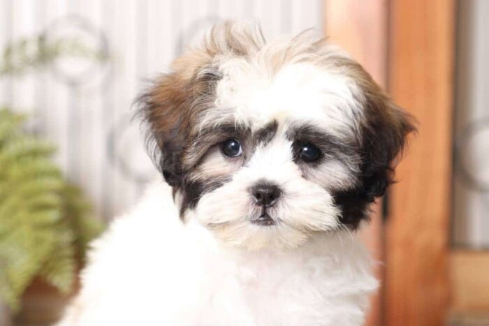 Cookie- Sweet Little Female Teddy Bear Puppy - Image 2