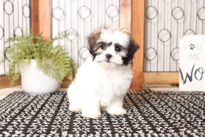 Cookie- Sweet Little Female Teddy Bear Puppy - Image 3
