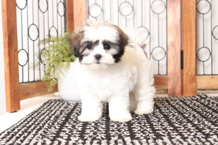 Cookie- Sweet Little Female Teddy Bear Puppy - Image 4