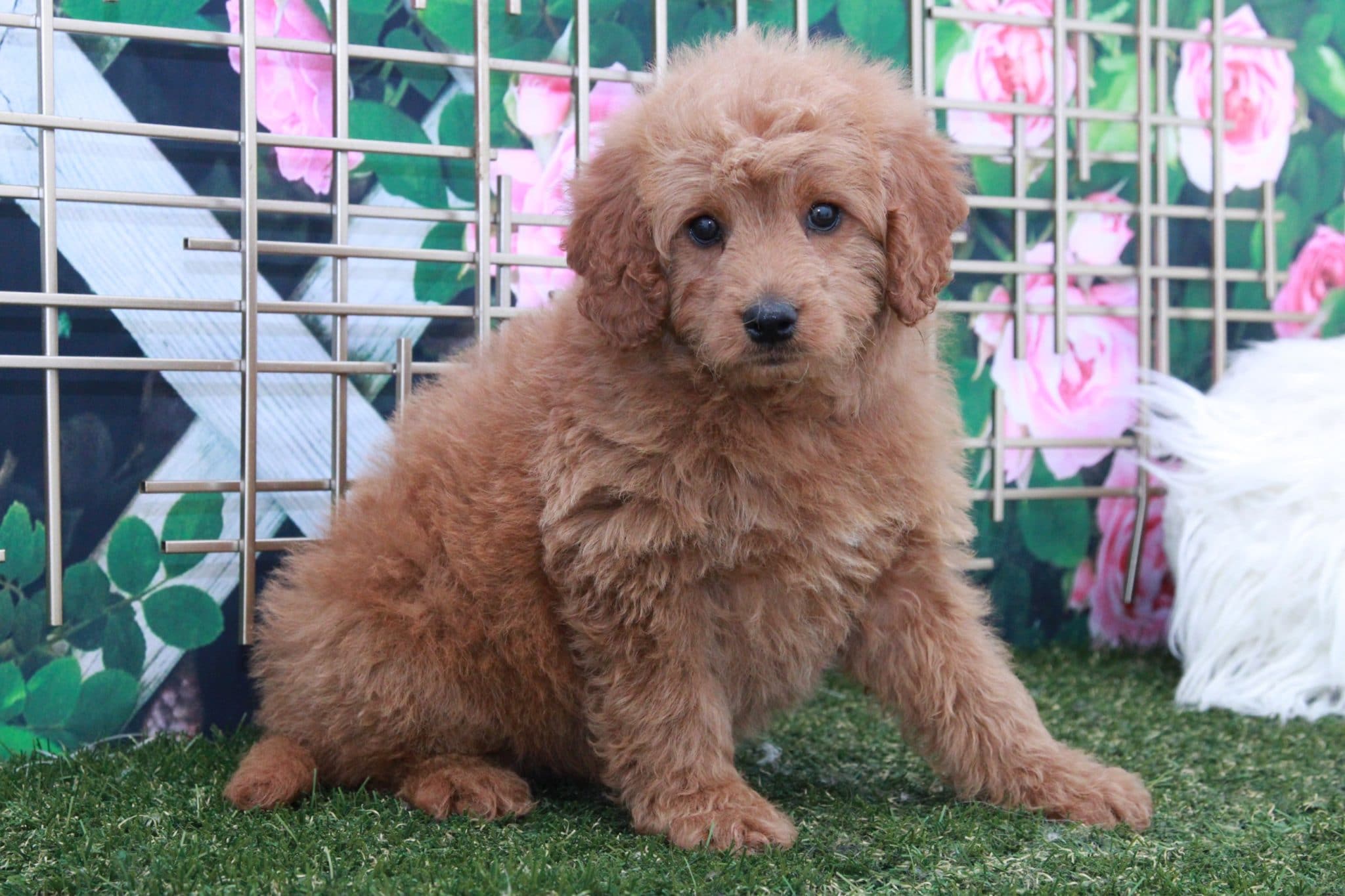 Cookie - Spunky Female Mini Goldendoodle Puppy - Image 2