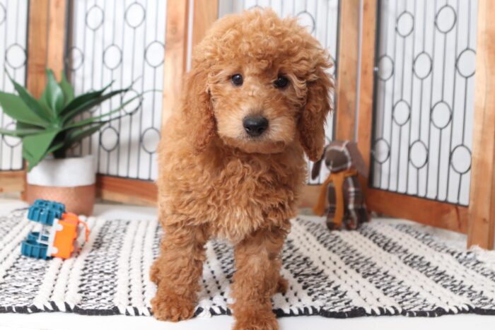 Copper- Spunky Male F1B Goldendoodle Puppy