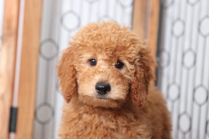 Copper- Spunky Male F1B Goldendoodle Puppy - Image 2