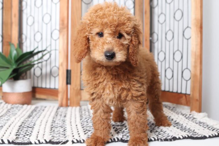 Copper- Spunky Male F1B Goldendoodle Puppy - Image 3