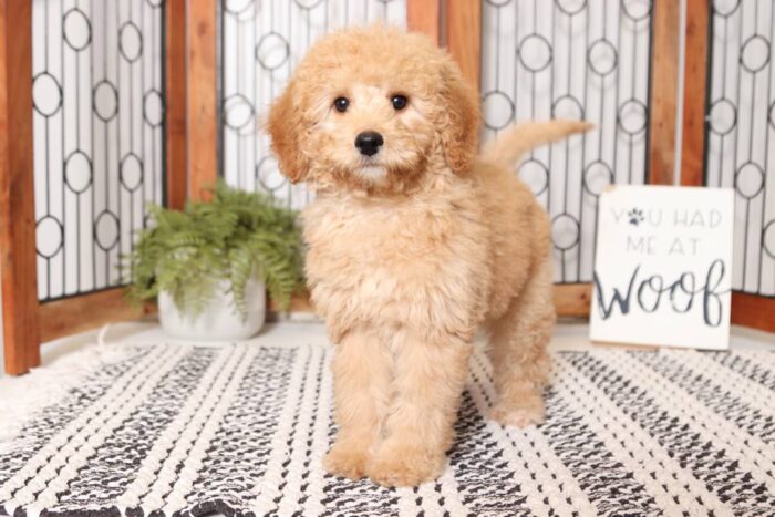 Coral  - Happy Little ACA Female Moyan Poodle Puppy