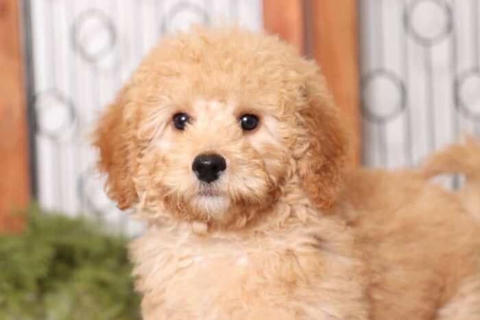 Coral  - Happy Little ACA Female Moyan Poodle Puppy - Image 2