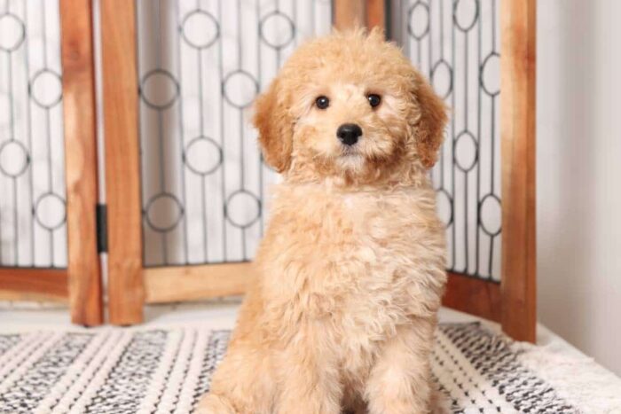 Coral  - Happy Little ACA Female Moyan Poodle Puppy - Image 3