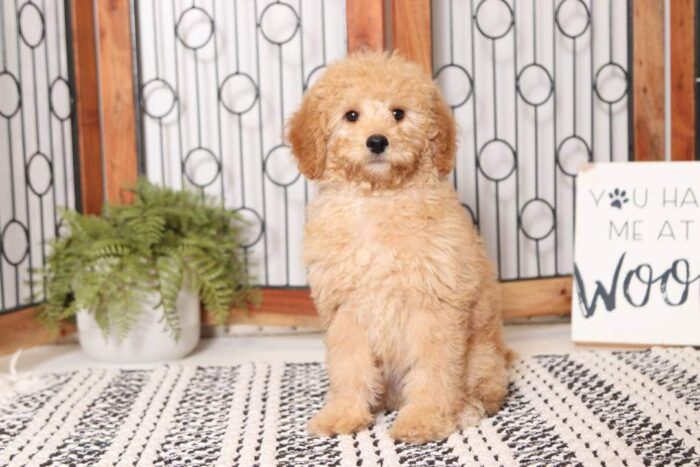 Coral  - Happy Little ACA Female Moyan Poodle Puppy - Image 4