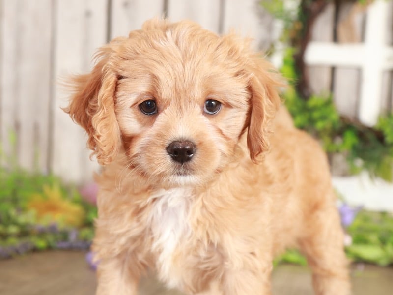 Corky - Cuddly Cavapoo - Image 4