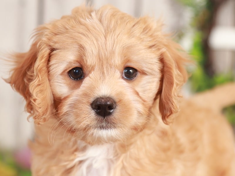 Corky - Cuddly Cavapoo - Image 3