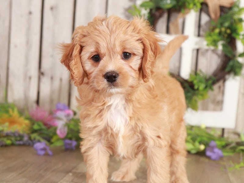 Corky - Cuddly Cavapoo