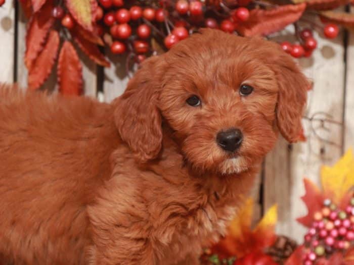 Coven - Precious, Mini F1B Goldendoodle - Image 2