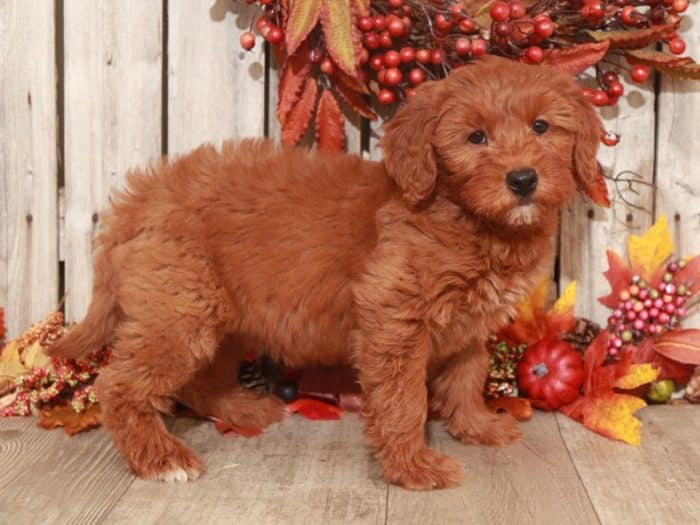 Coven - Precious, Mini F1B Goldendoodle - Image 4