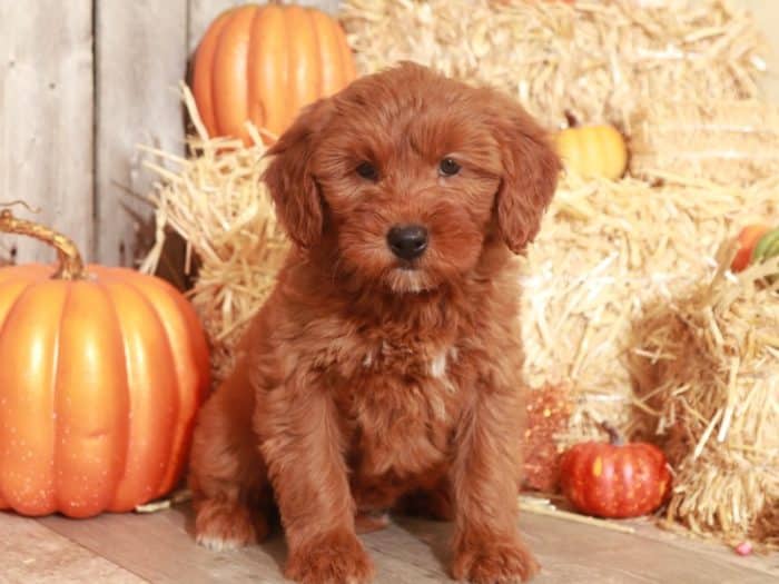 Coven - Precious, Mini F1B Goldendoodle - Image 3