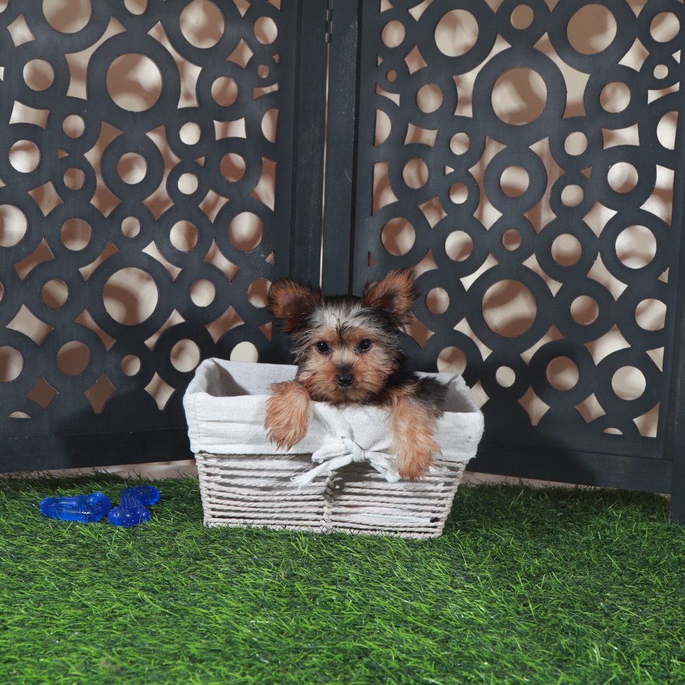 Cowboy- Adorable ACA Teacup Yorkie - Image 3