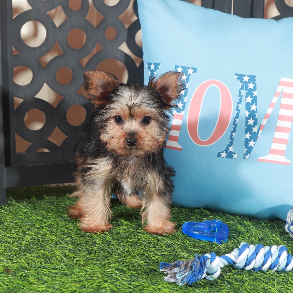 Cowboy- Adorable ACA Teacup Yorkie - Image 4