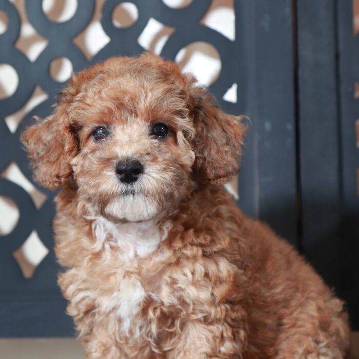 Cricket-Cute Little Poodle Puppy - Image 2