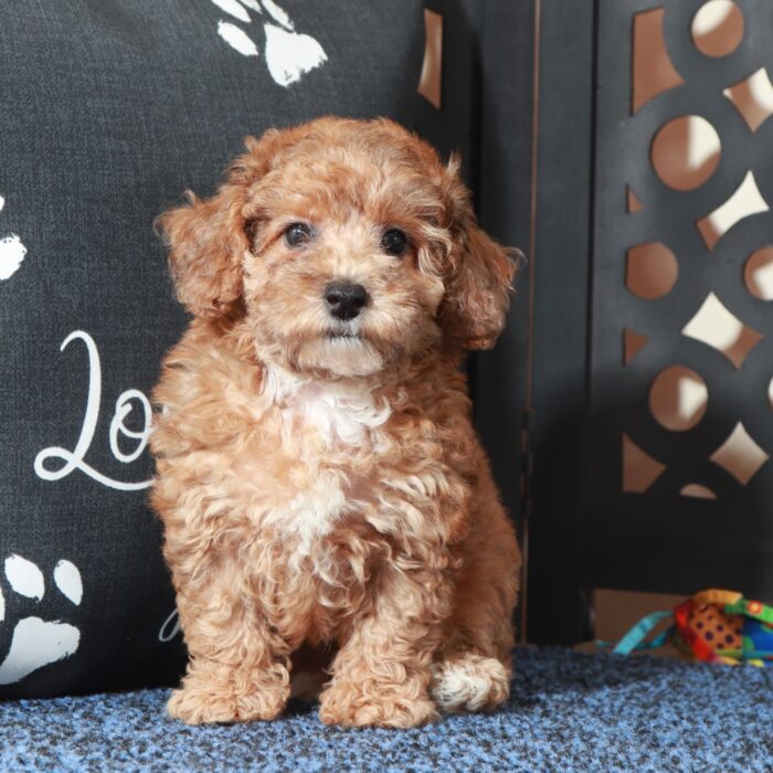 Cricket-Cute Little Poodle Puppy - Image 3