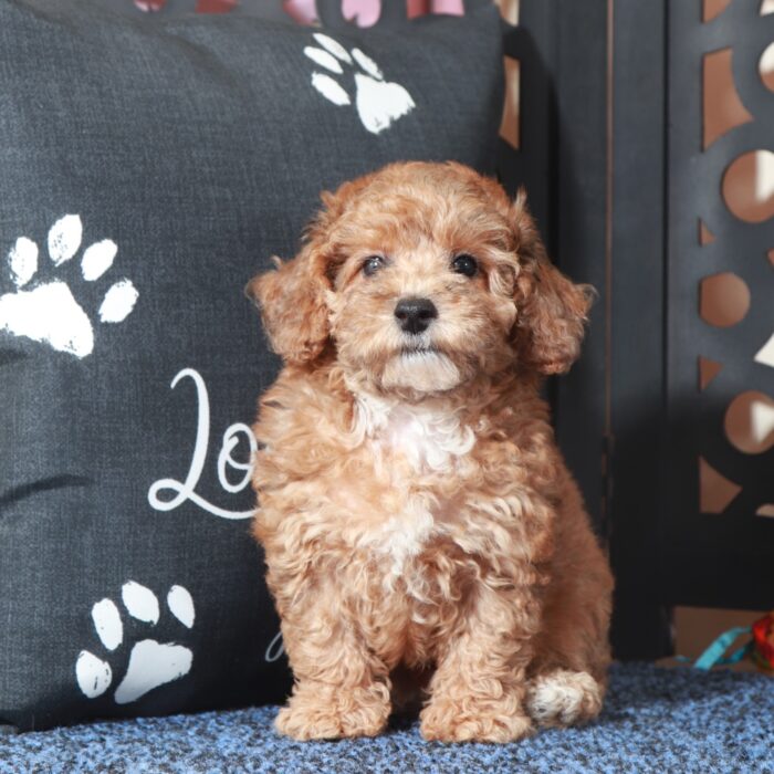 Cricket-Cute Little Poodle Puppy - Image 4