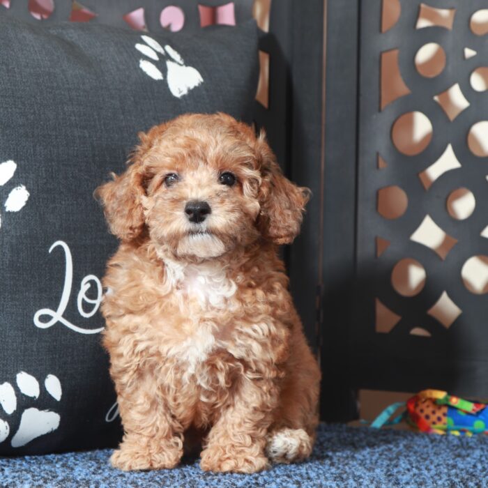Cricket-Cute Little Poodle Puppy - Image 5