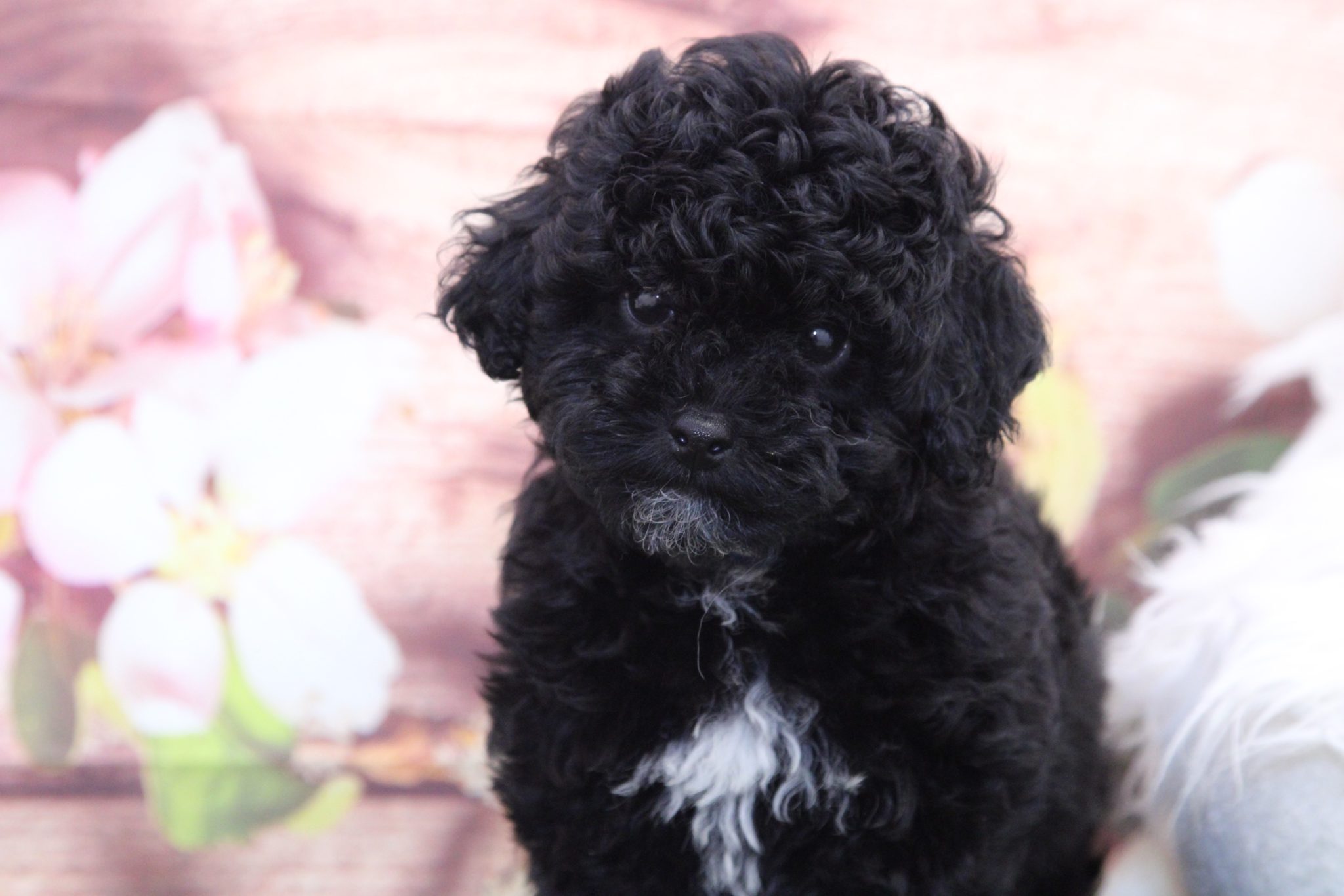 Crush - Precious Male Poodle Puppy - Image 3