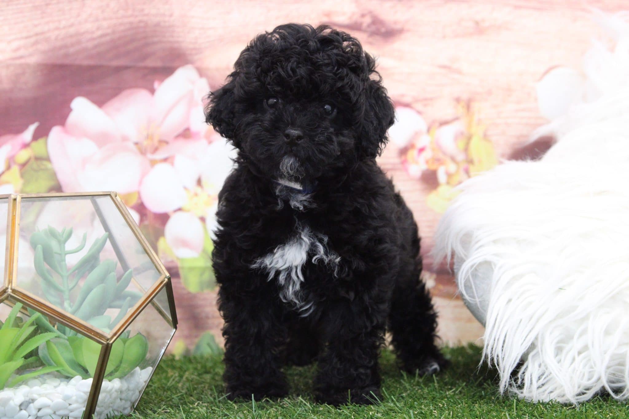 Crush - Precious Male Poodle Puppy