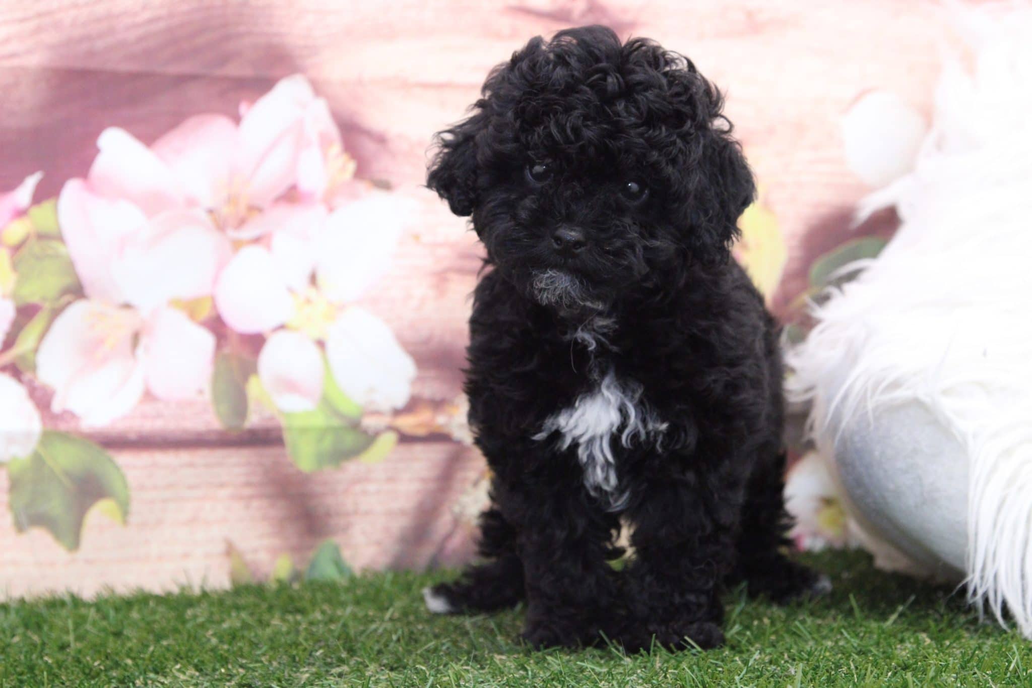 Crush - Precious Male Poodle Puppy - Image 6
