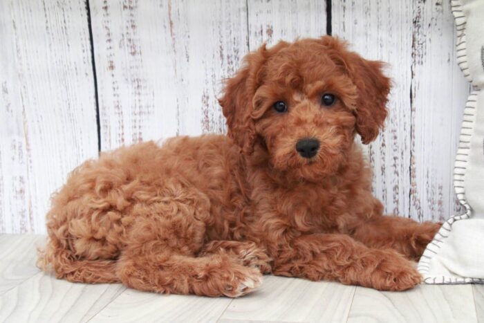 Crysta- Fun Red F1B Female Cavapoo Puppy