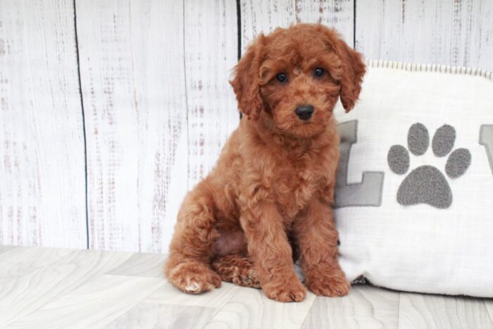 Crysta- Fun Red F1B Female Cavapoo Puppy - Image 2
