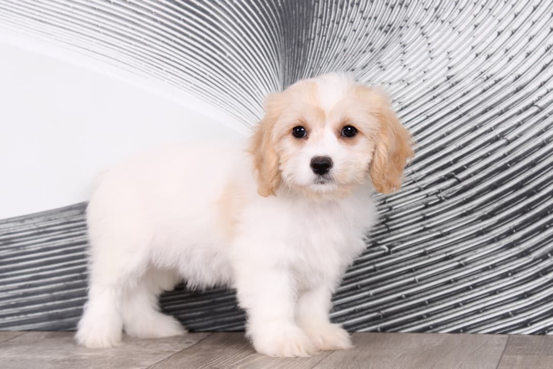 DAISY-1.jpg