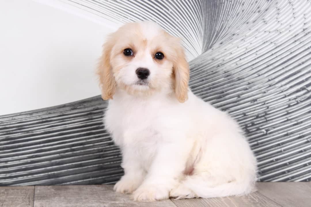 DAISY-2.jpg