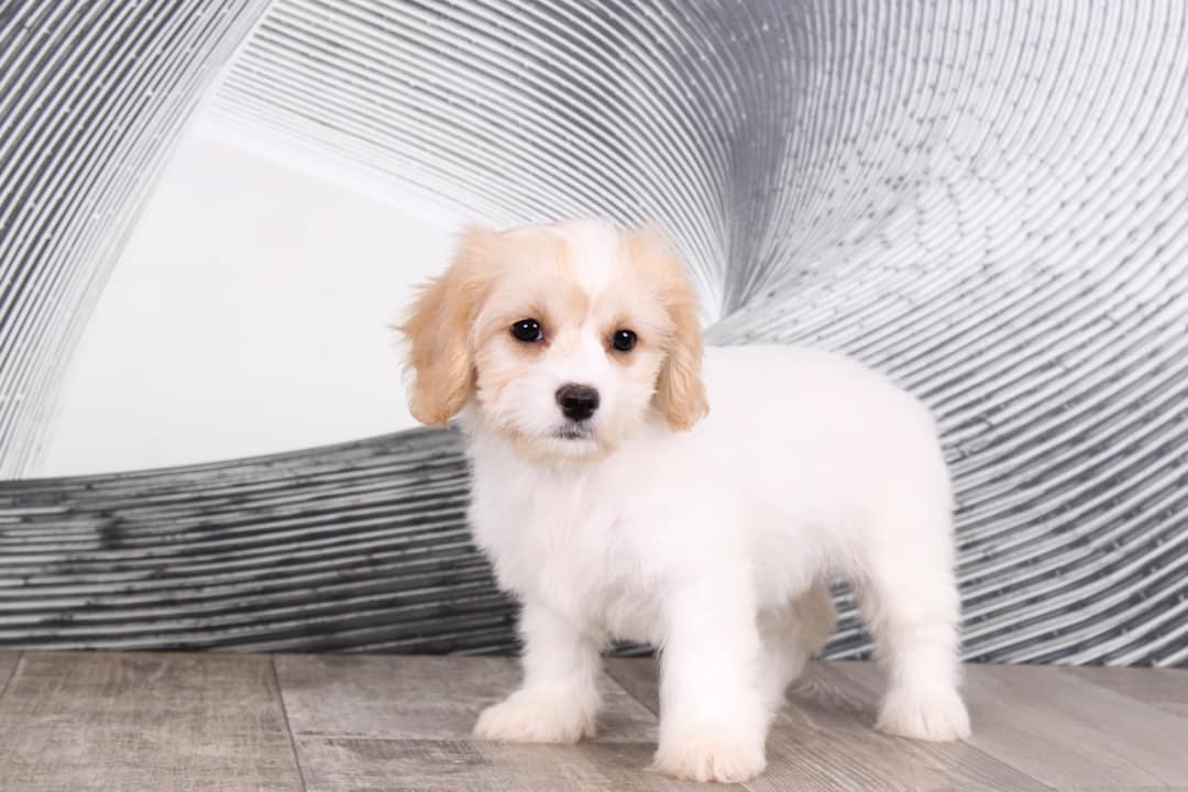 DAISY-3.jpg