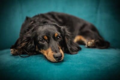 How to Prepare Your Home For a Dachshund