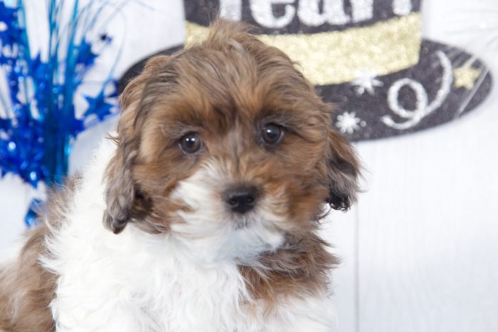 Daffy - Dapper Tri Male Shih-Poo Puppy - Image 2