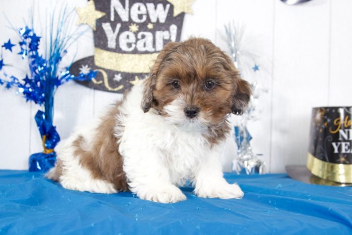 Daffy - Dapper Tri Male Shih-Poo Puppy - Image 3