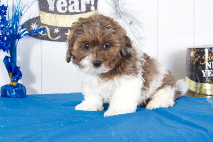 Daffy - Dapper Tri Male Shih-Poo Puppy