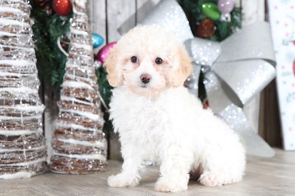 Dahlia- Joyful TOY Poodle