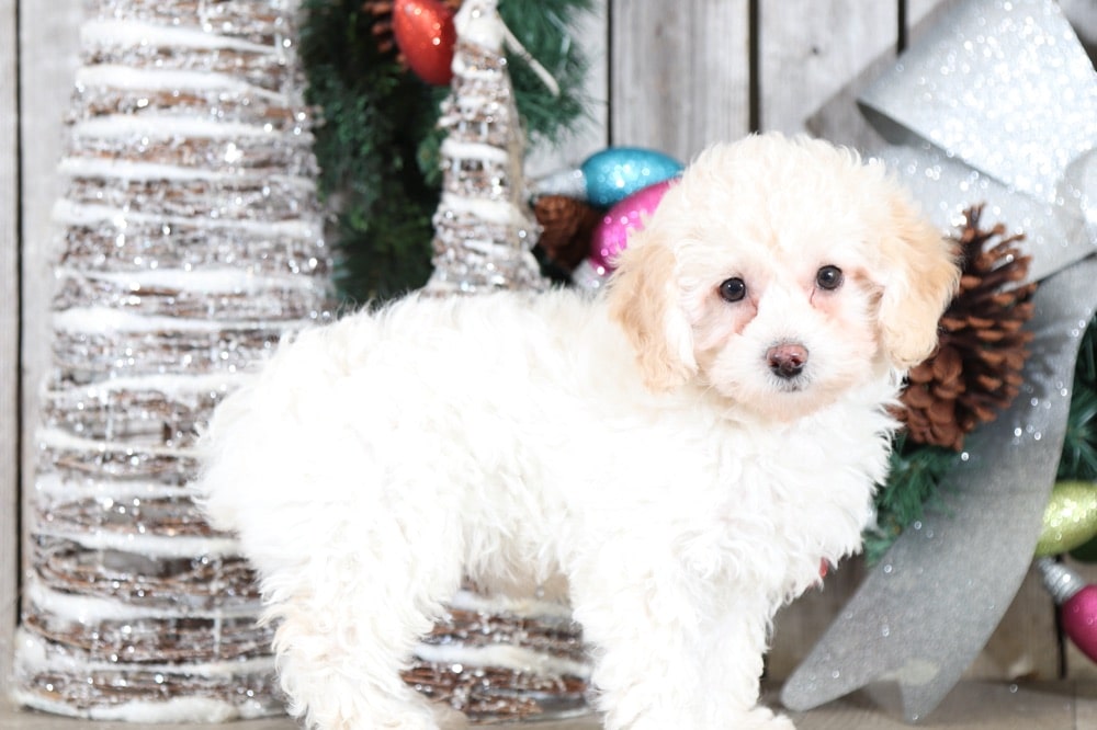 Dahlia- Joyful TOY Poodle - Image 2