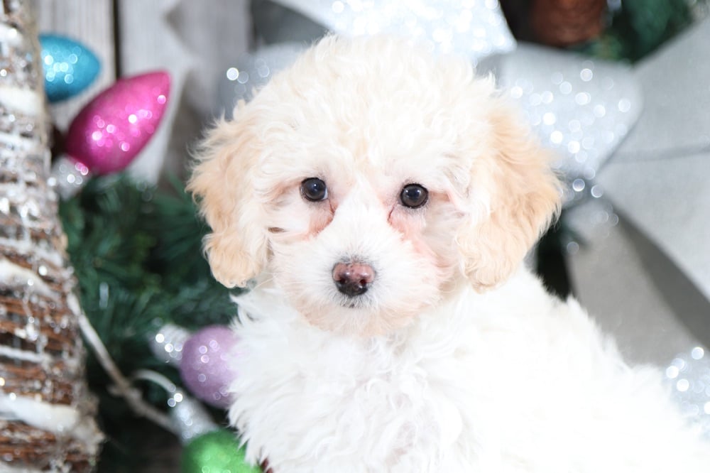 Dahlia- Joyful TOY Poodle - Image 3