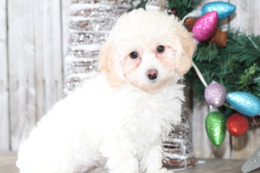 Dahlia- Joyful TOY Poodle - Image 4