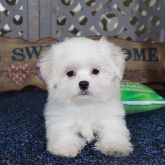 Dakota-Handsome ACA Shih-Tzu Puppy - Image 3