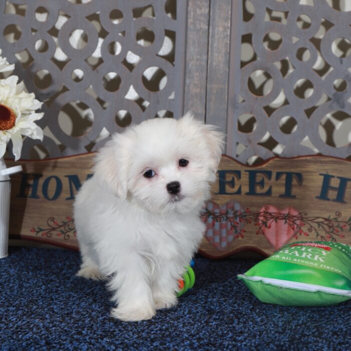 Dakota-Handsome ACA Shih-Tzu Puppy - Image 4