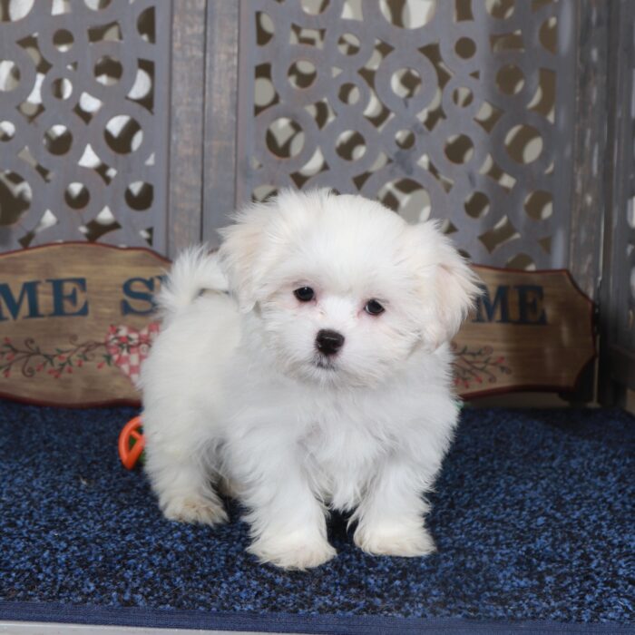 Dakota-Handsome ACA Shih-Tzu Puppy - Image 6
