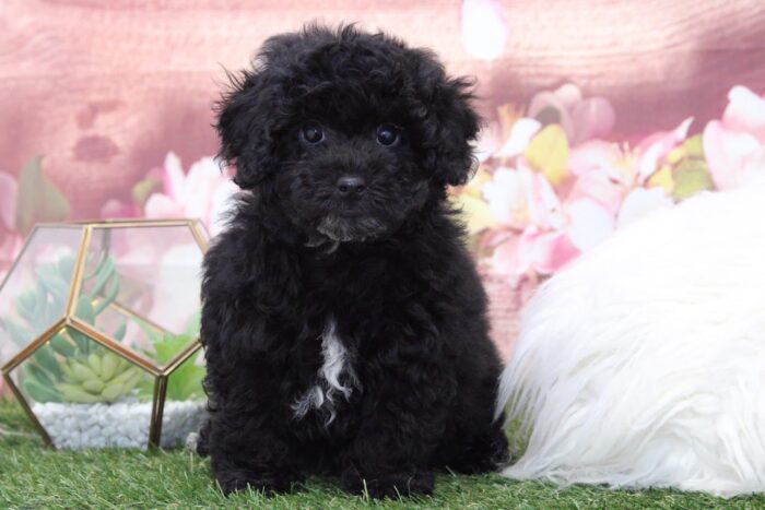 Dale - Adventurous Male Poochon Puppy - Image 2