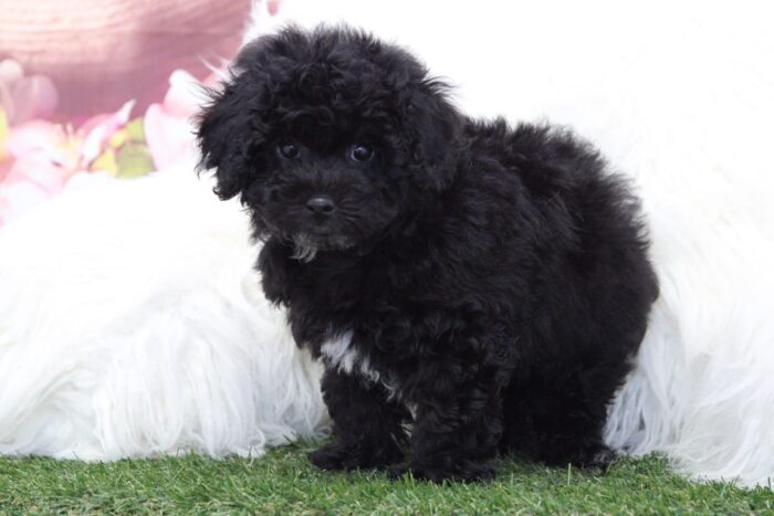Dale - Adventurous Male Poochon Puppy - Image 3