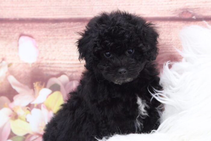 Dale - Adventurous Male Poochon Puppy - Image 4