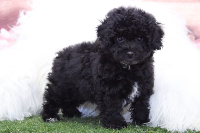 Dale - Adventurous Male Poochon Puppy - Image 5